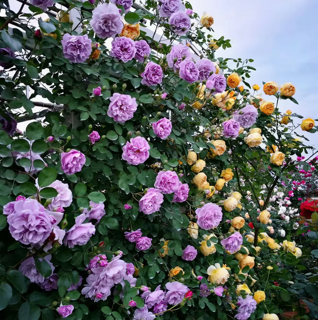 Semillas de Rosas Trepadoras🌹 Un Oasis de la Naturaleza 🏠✨