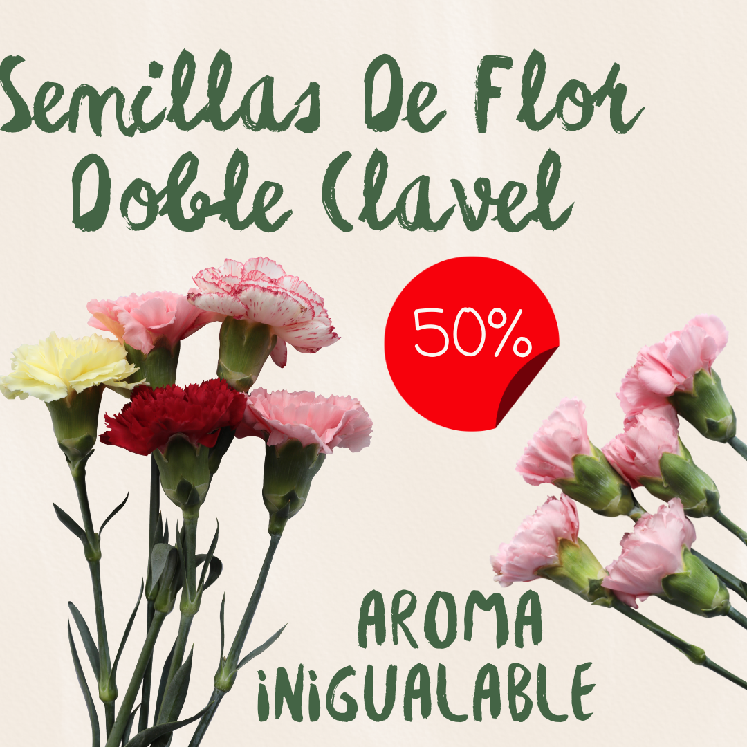 🌸Semillas De Flor Doble Clavel Mix (Dianthus caryophyllus)