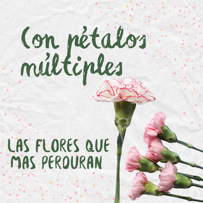 🌸Semillas De Flor Doble Clavel Mix (Dianthus caryophyllus)