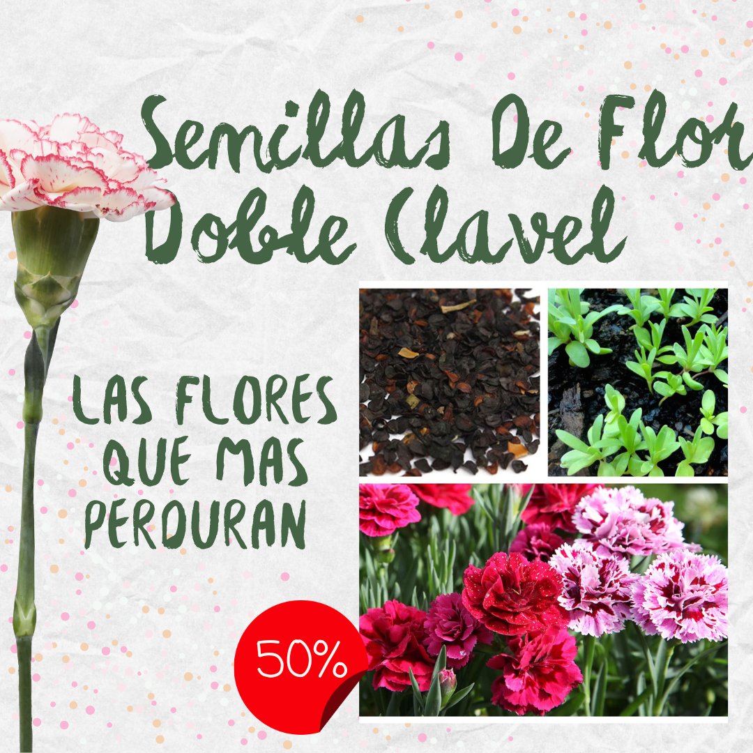 🌸Semillas De Flor Doble Clavel Mix (Dianthus caryophyllus)