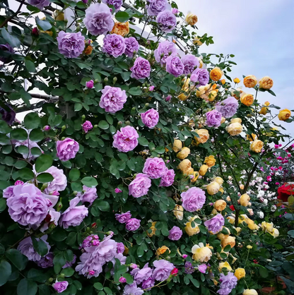 Semillas de Rosas Trepadoras🌹 Un  Oasis de la Naturaleza 🏠✨